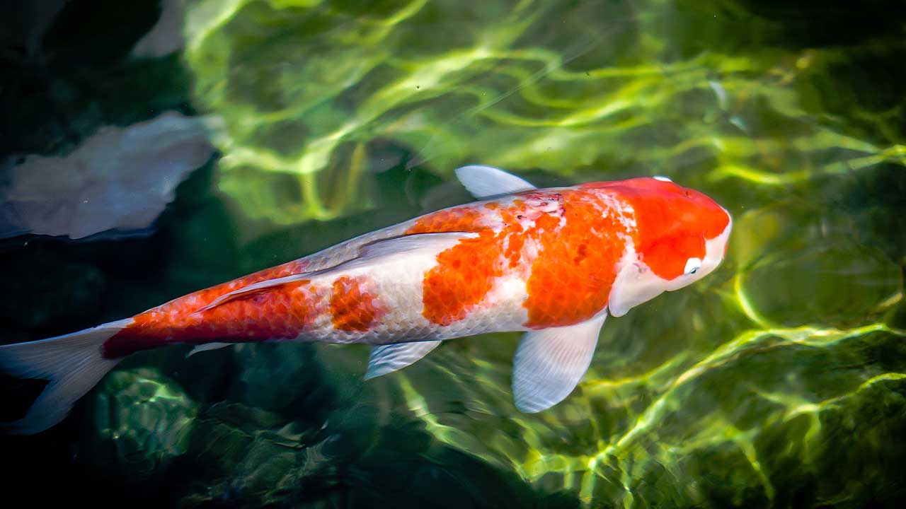 koi